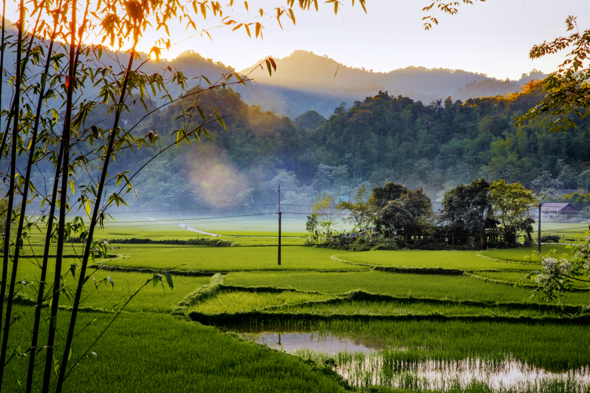 Ruộng lúa Lâm Bình